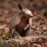 picture of an armadillo