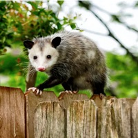 picture of a possum